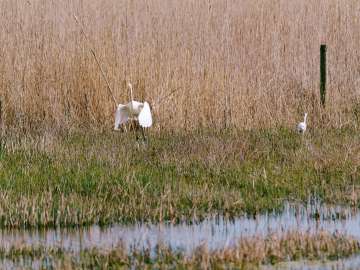 Great egret 1