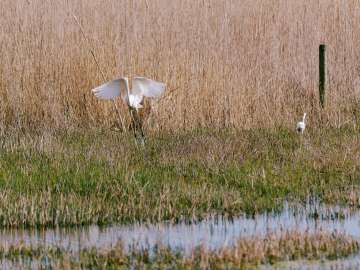 Great egret 2