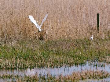 Great egret 3
