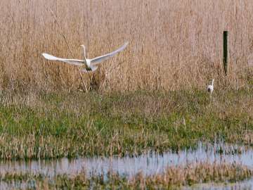 Great egret 4