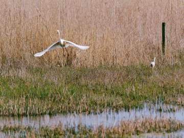 Great egret 5