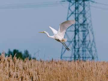 Great egret 6