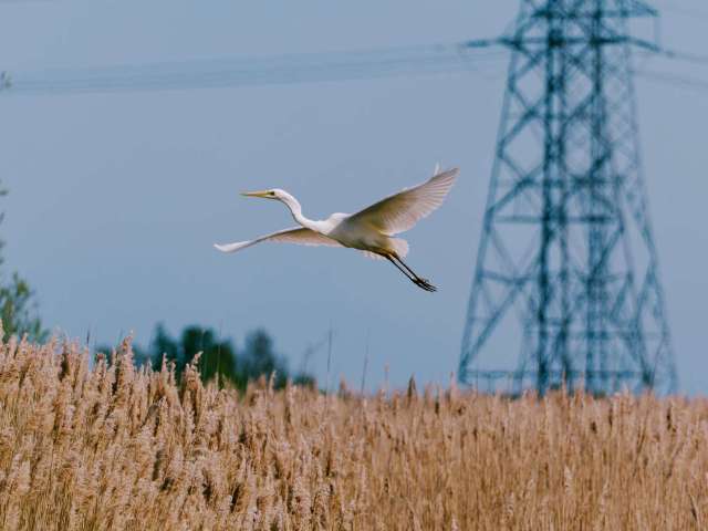 Great egret 8
