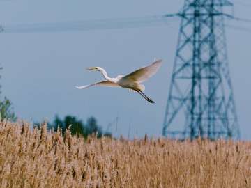 Great egret 8