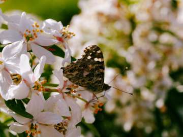 Painted lady 1