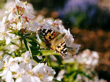 Painted lady 2
