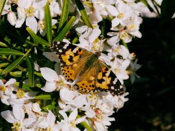 Painted lady 3