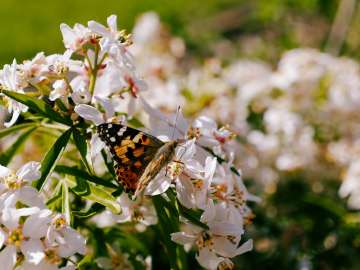 Painted lady 4