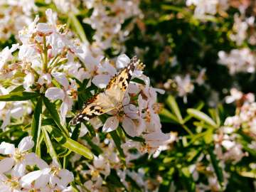 Painted lady 5