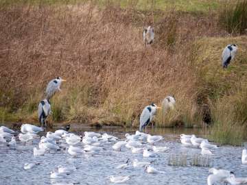 Bird photography 7