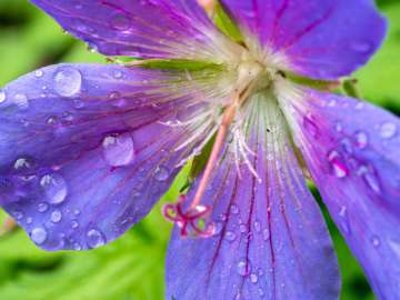 Macro flowers 1