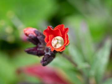 Macro flowers 4