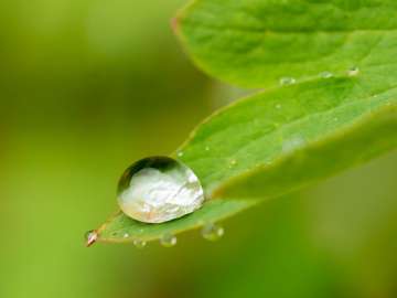 Macro flowers 6