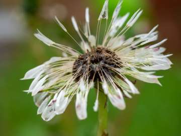 Macro flowers 7