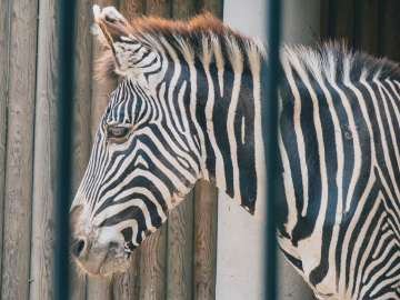 Rome zoo bioparco 4